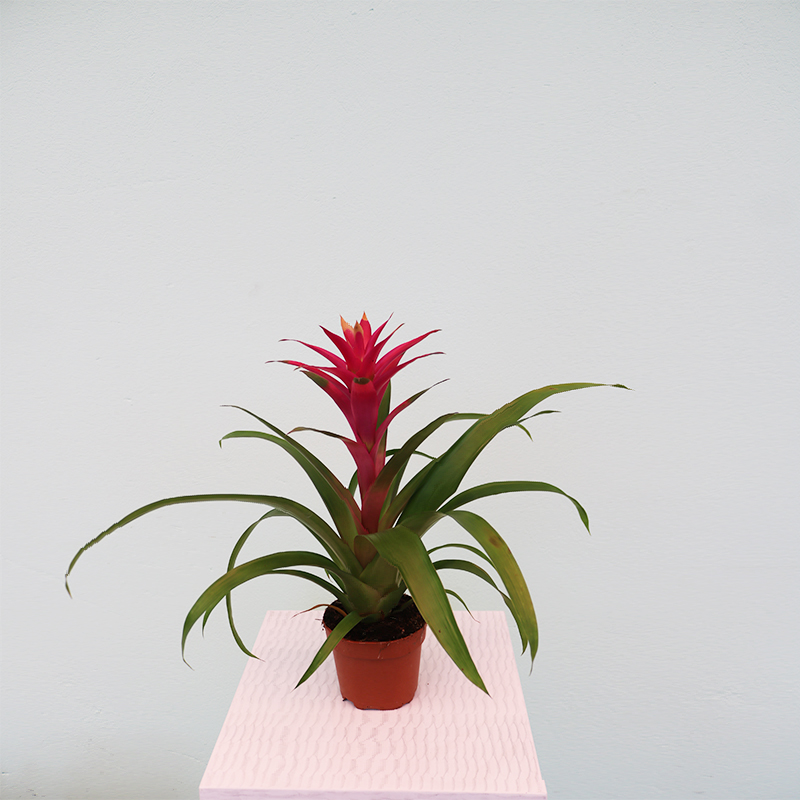 Quzmania (Quzmaniya)